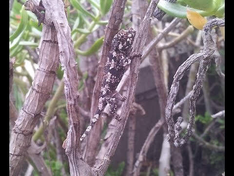 Incredible Chameleon Camouflage! *CHANGES COLORS*