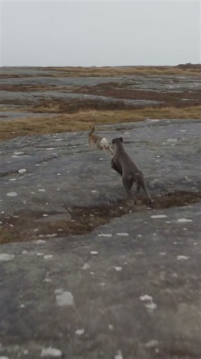 Sighthound Chases a Rabbit Across a Rocky Plateau at INSANE Speed! 🐇💨🐕