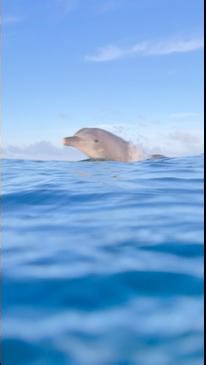 Bubbles the dolphin swims in the Great Barrier Reef
