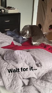 1.2M views · 10K reactions | WAIT FOR IT…  | The Two Crazy Cat Ladies | Facebook