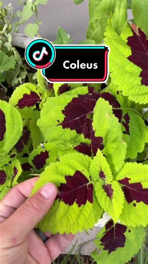 Coleus Plant: Shade-Loving Annual with Vibrant Colors