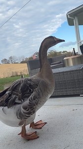 Trying to make content and this is what I have to deal with 😝 they know when I get the camera out.. she was eating me SECONDS before this | Amanda Smith