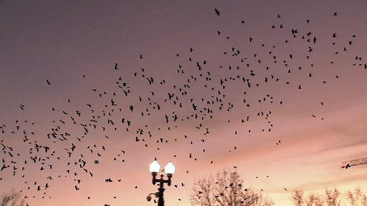 Massive flocks of pesky crows take over downtown Sunnyvale; how city is dealing with the nuisance