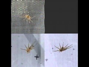 Aerial Arachnids: Jungle Spiders Glide Between Trees