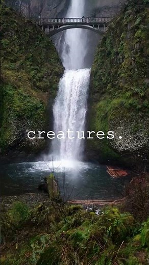 Engineering Wonders: How Beavers Build Dams to Control Water Flow and Create Habitats