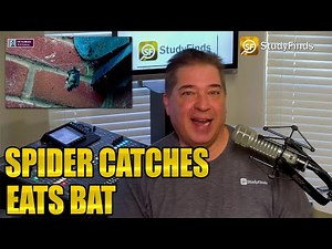 Spider Recorded Catching, Eating BAT In Attic Has Experts Warning About Invasive ‘Alien’ Species