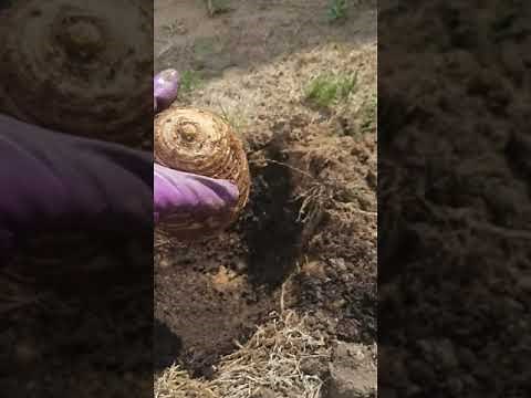 Planting Elephant Ear Bulbs