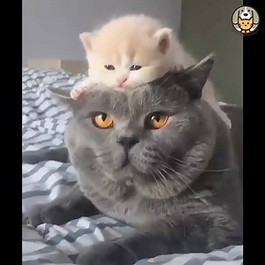 Funniest moment when cat reactions 😆😆😆 | Pets