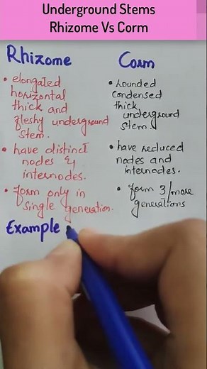 Difference Between Rhizome and Corm||Underground Stems (Rhizome vs Corm) #biology #botany