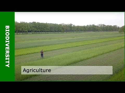 Biodiversity and agriculture (with Dirk van Apeldoorn)