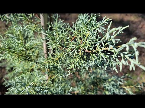 Planting Cypress Trees for Privacy Screen | Arco Iris Ranch