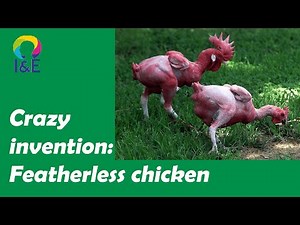 Invention that backfired - naked chicken