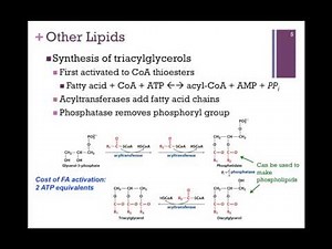 130-Synthesis of Other Lipids