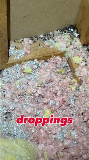 This is what flying squirrel infestations really look like 👀