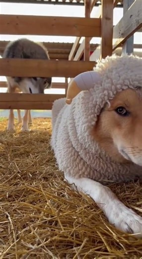 Dog in Sheep Costume Scares Away a Wolf