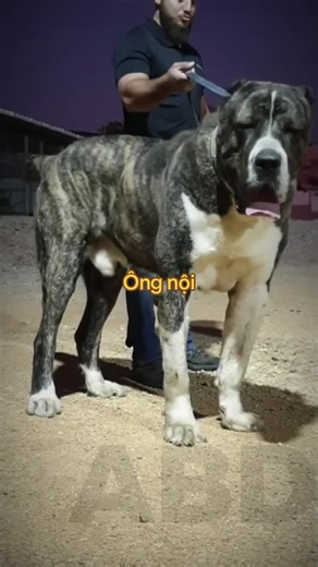 Chó Alabai và Tiếng Chó Con Kêu