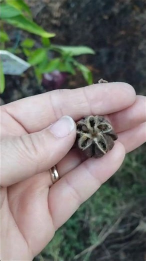 Hardy Hibiscus Seeds from Flower Garden #flowershorts
