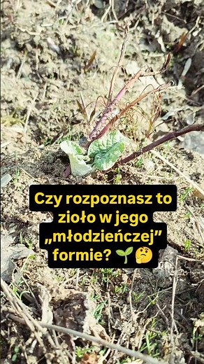99% osób mija ją bez słowa... a to potężne zioło na wypadanie włosów!