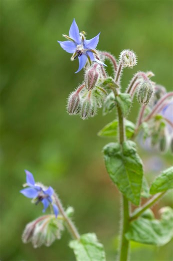 Grow Borage as an Ornamental or Herb in Your Garden