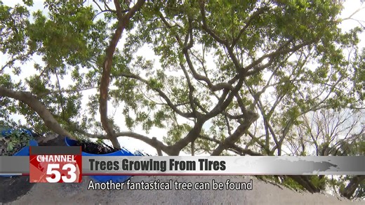 Tires wrap the base of two mango trees in Taichung Two mango trees...
