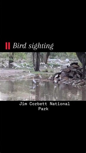 Feathers, forests, and freedom — just another magical day in Corbett