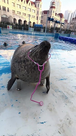 Seal vs. Sea Lion: What's the Difference?