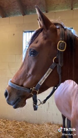 Waxing is when the milk begins to drip out of the bag and dries up! #arabian#mare#horse#foal#equestrian