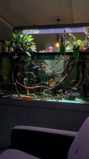 Wild Discus Tank #discusfish #discustank #wilddiscus #ikandiscus #NatureTankStories