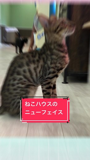 本日はねこちゃんのご紹介 ニューフェイスのクララちゃんです！ サバンナキャットという野生種のねこちゃんの遺伝子を受け継ぐワイルドなねこちゃんです🦁🐯🧬 なのでキャットウォークや高いところを軽々と登ります！ しなやかな細身から繰り出される大ジャンプを是非生で見に来てくださいね〜！ 🐈‍⬛お願い🐈 クララちゃんは人&ねこ見知りのシャイなねこちゃんなので、近くに来た場合はそっと見守ってください🙏 #つくばわんわんランド #猫 #ねこ #ネコ #ねこハウス #サバンナキャット#茨城県 #つくば #テーマパーク