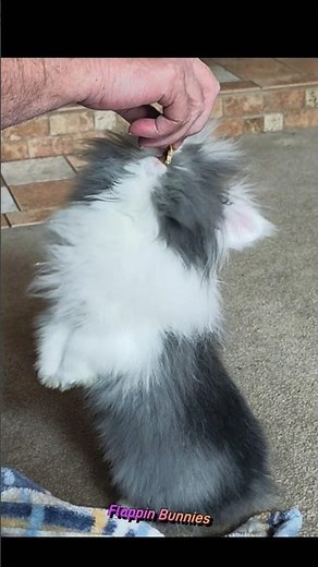 Cutest Bunny Trick Ever! Teddy Widder Rabbits Stand Up for Treats!