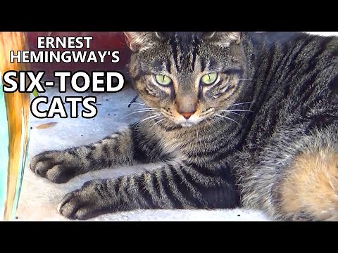 The Famous Six-Toed Cats At The Ernest Hemingway Home & Museum In Key West! They Were Awesome!