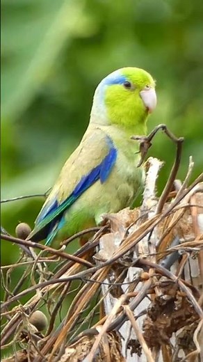 Male Pacific Parrotlet guarding his nest 💚🦜 #birdwatching #Birds #Ecuador