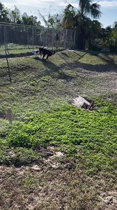 24 reactions · 29 shares | Watch this video for General Information regarding the Citrus County Animal Shelter. All information can be located at www.CitrusCritters.com | Adopt a Citrus County Animal Shelter Pet | Facebook