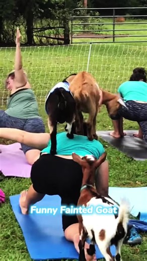 Funny fainted goat.#goat #goats #funnyanimals