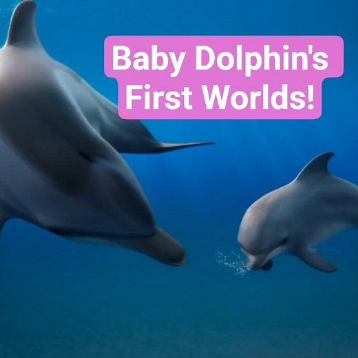 Baby Dolphin Tries to Copy Mom’s Voice – So Cute! #wildlife