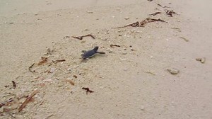 A win for endangered green sea turtles and hatchlings that depend on the Vieques National Wildlife Refuge in Puerto Rico for important nesting habitat! The refuge is no longer in danger of being sold off by Congress. Please send a THANK YOU to your members of Congress for taking the wildlife refuge off the auction block. http://bit.ly/1ryIWDa T/Y to the U.S. Department of Interior for sharing this video of a hatchling making its way to the ocean! | National Wildlife Federation Action Fund