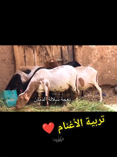 معلومات هامة حول تربية نعجة الدْمَانْ ❤ ❤ ❤ #تربية_الاغنام #viralvideo #tiktokviral #تربية_الغنم