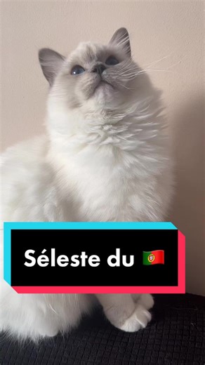 Séleste: Le chat portugais rigolo 🇵🇹🐱