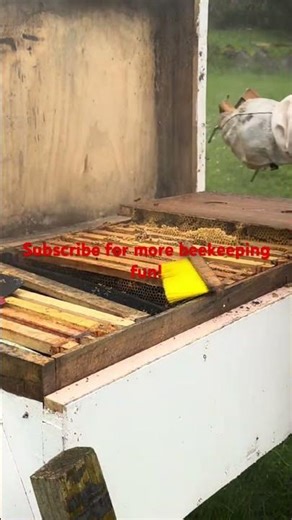 Why the long hive is a favourite | Backyard Beekeeping