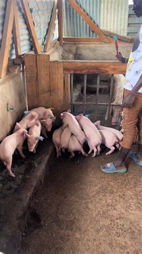Innovative Pig Farming Techniques for 2026