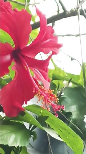 Beautiful Red Hibiscus Flower in My Garden 🌺🌿