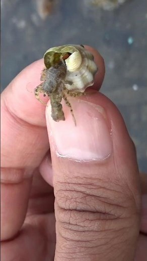 Sea Hermit Crab #shorts