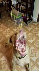 9.6M views · 126K reactions | This dog loves cheese more than me... 燎 | UNILAD | Facebook