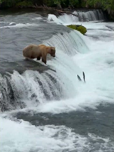 Brown Bear Catches Salmon Leaping Up Waterfall