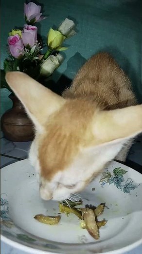 My Cat's Favorite Homemade Meal 🐱🍽️ | Healthy & Nutritious Cat Food Routine #cat #cute #shorts