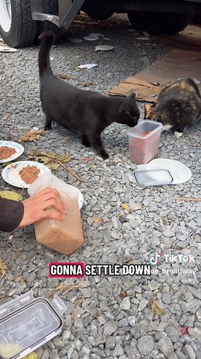 Join me in feeding some cat colonies! #catcolony #brooklyn #cat #tnr #stray