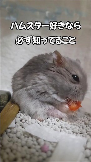 ハムスター好きなら必ず知ってること #shorts #はむすたー #あるある