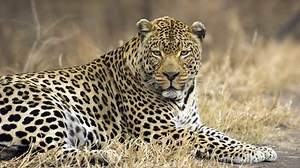 Neviditelný levhart - iVysílání | Česká televize