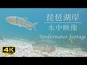 Fish Dancing in Lake Biwa's Shimmering Shallows (Japanese Aquatic Life)