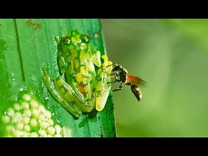 Taekwondo Frog VS Ugly Wasp